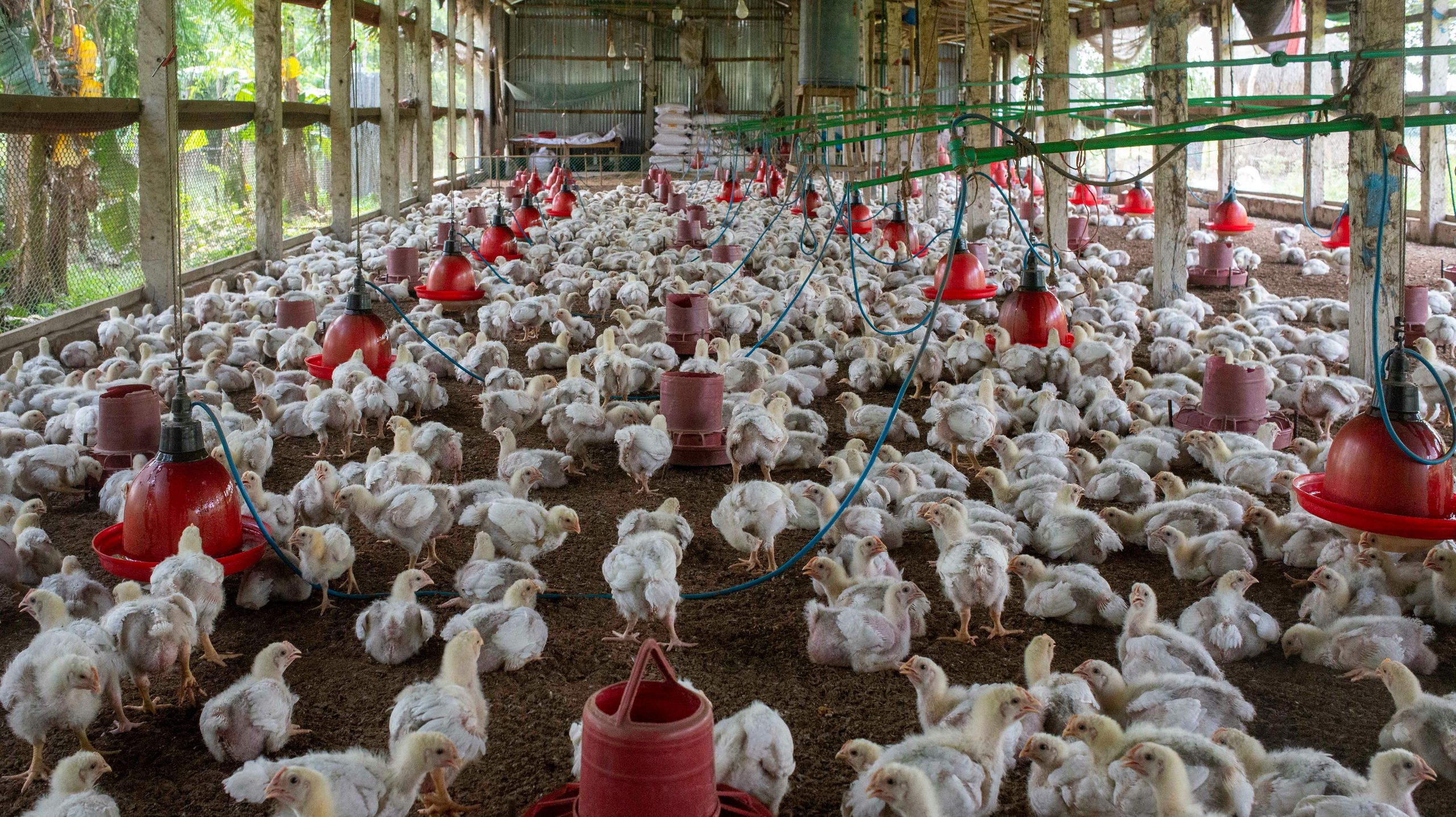 Live white broiler chickens